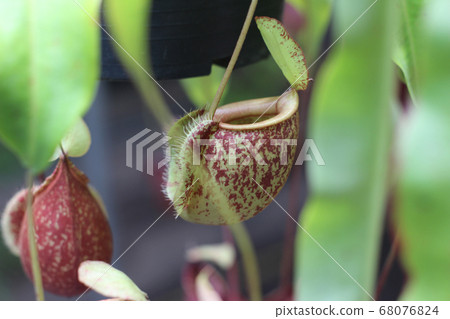Nepenthes tree, Tropical pitcher plants growth in Nepenthes tree, Tropical pitcher plants growth in 68076824