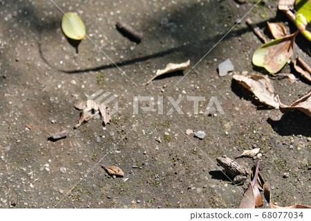 Frog in front of fallen leaves Frog in front of fallen leaves 68077034