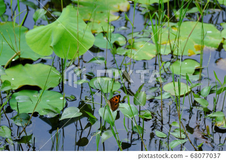 Butterflies perching on the leaves of the pond Butterflies perching on the leaves of the pond 68077037