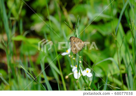 Butterfly resting on a leaf 68077038