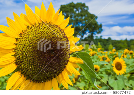 Sunflower closeup on summer sky background Sunflower closeup on summer sky background 68077472