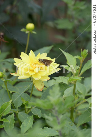 Dahlias and the cetacean butterfly 68077631