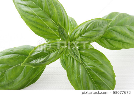 Basil herb Basil herb 68077673