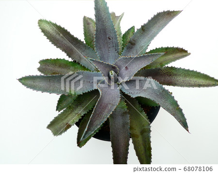 Silver Fox Mangabe 68078106