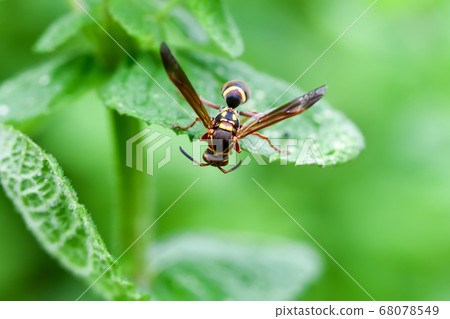 捕食期間的黃蜂 捕食期間的黃蜂 68078549