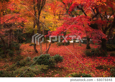Autumn leaves carpet (Enkoji Temple, Kyoto) 68078848