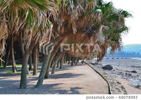 Palm trees and the coast Summer scenery Aoshima 68078993