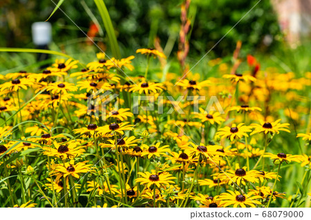 Yellow flowers in full bloom (August) Yellow flowers in full bloom (August) 68079000