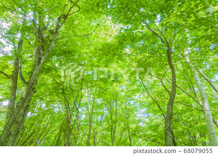 Fresh green forest [Otari village in early summer] 68079055