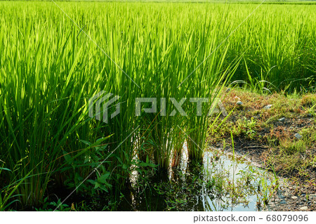 Rice farming. The rice ears in the paddy field are growing well. Rice farming. The rice ears in the paddy field are growing well. 68079096