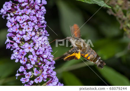 Hoshi hojaku 68079244