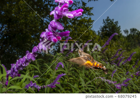 Hoshi hojaku 68079245