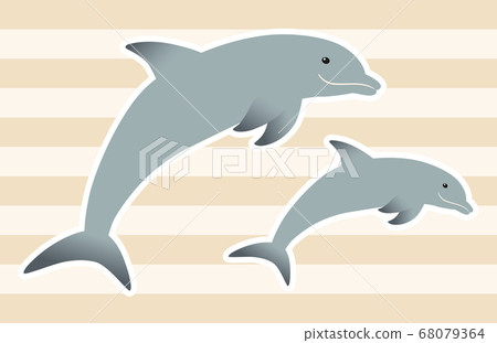 海豚父母和孩子互相跳躍[白色邊緣] 68079364