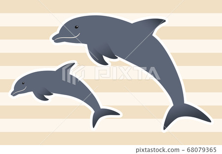 海豚父母和孩子互相跳躍[白色邊緣] 68079365