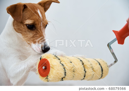 Renovation concept . Dog jack russell terrier 68079366