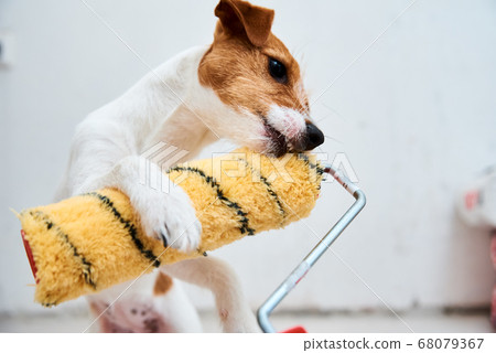 Renovation concept . Dog jack russell terrier 68079367
