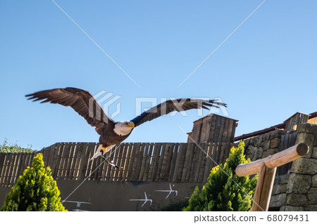 one adult bald Agila perched on a log, Haliaeetus leucocephalus one adult bald Agila perched on a log, Haliaeetus leucocephalus 68079431