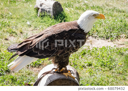 closeup of an adult bald Agila, Haliaeetus leucocephalus closeup of an adult bald Agila, Haliaeetus leucocephalus 68079432