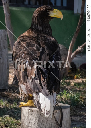 closeup of a white-tailed eagle, Haliaeetus albicilla closeup of a white-tailed eagle, Haliaeetus albicilla 68079433