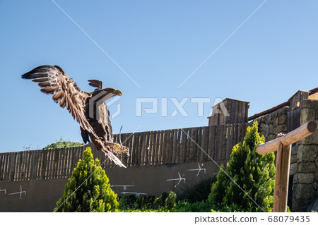 European Fish Eagle perched on a trunk tozo, Haliaeetus albicilla 68079435