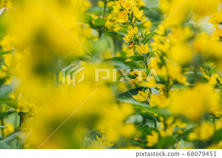 Bright yellow flower loosestrife spot illuminated by the bright rays of the midday sun. Selective focus macro shot with shallow DOF Bright yellow flower loosestrife spot illuminated by the bright rays of the midday sun. Selective focus macro shot with shallow DOF 68079451