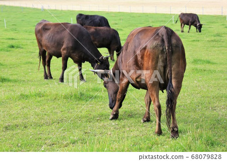 Japanese beef Japanese beef 68079828