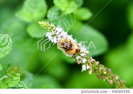 Kigoshishana Kigoshishana 68080346