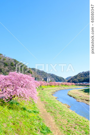 南伊豆町下鴨的川津櫻花 68080347