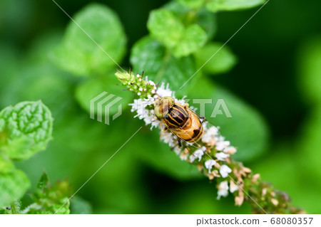 Kigoshishana 68080357