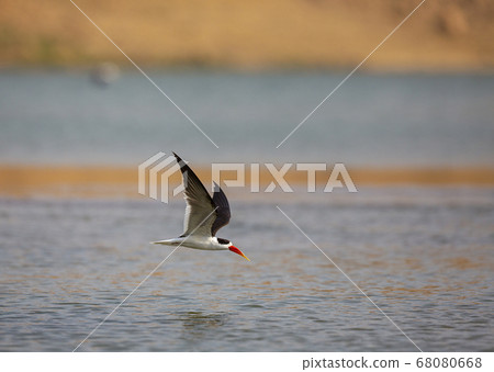 Black skimmer in flight looking for prey, Rynchops Black skimmer in flight looking for prey, Rynchops 68080668