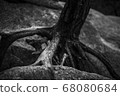 tree 68080684