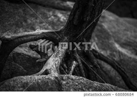 tree tree 68080684