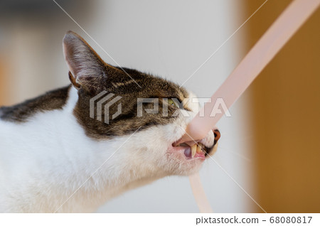 Biting cat, Pheasant cat 68080817