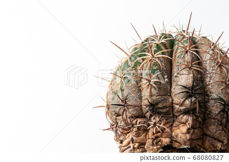 Cactus disease dry root rot caused by fungi, severe damage fungi infected Melocactus 68080827