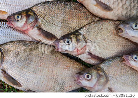 Pile of the common bream fish, crucian fish, roach Pile of the common bream fish, crucian fish, roach 68081120