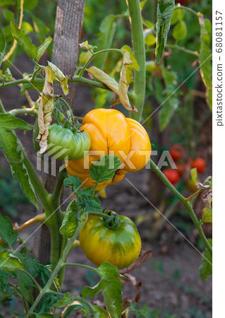 Ripe tomatoes growing on the branches - cultivated Ripe tomatoes growing on the branches - cultivated 68081157