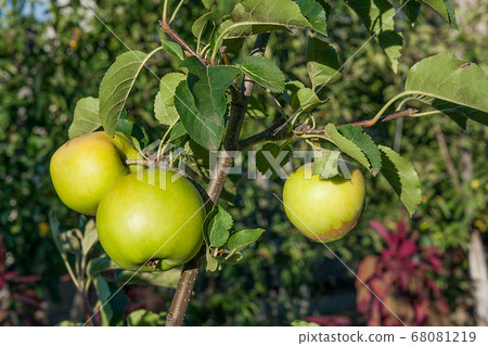 Shiny delicious green apples on a branch ready to Shiny delicious green apples on a branch ready to 68081219