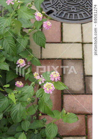 Pink lantana flowers blooming on the sidewalk Pink lantana flowers blooming on the sidewalk 68081274