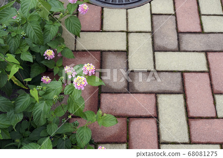 Pink lantana flowers blooming on the sidewalk Pink lantana flowers blooming on the sidewalk 68081275