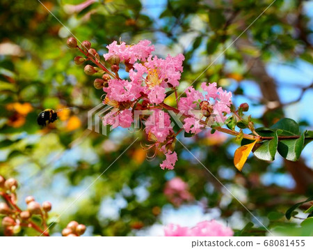 Bumblebee and crape myrtle flower 1 Bumblebee and crape myrtle flower 1 68081455