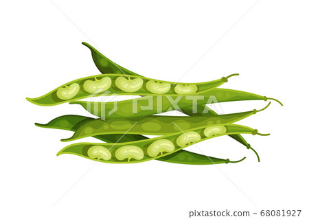 Grain Legume or Pulse Crop with Pod and Beans Vector Illustration 68081927