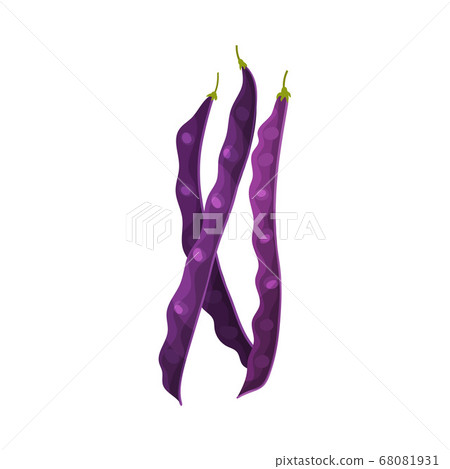 Grain Legume or Pulse Crop with Pod and Beans Vector Illustration Grain Legume or Pulse Crop with Pod and Beans Vector Illustration 68081931