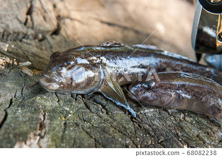 Two freshwater bullhead fish or round goby fish Two freshwater bullhead fish or round goby fish 68082238
