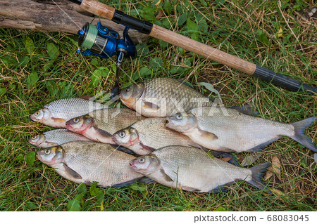 Several common bream fish, crucian fish, roach Several common bream fish, crucian fish, roach 68083045
