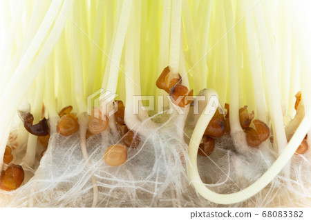 Radish sprouts Radish sprouts 68083382
