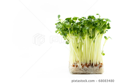 White radish white background White radish white background 68083480