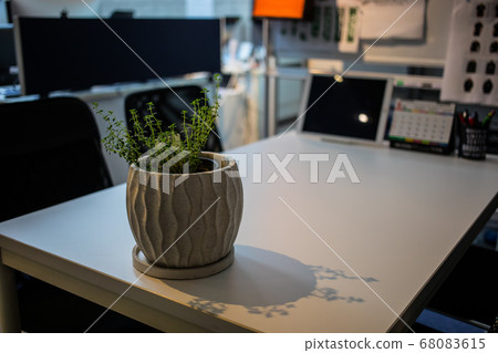 Common time foliage plant Common time foliage plant 68083615