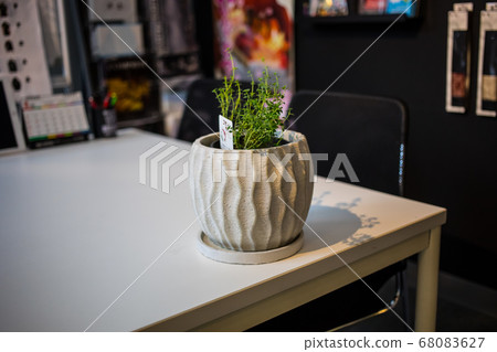 普通時間觀葉植物 68083627