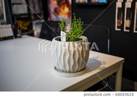 普通時間觀葉植物 普通時間觀葉植物 68083628