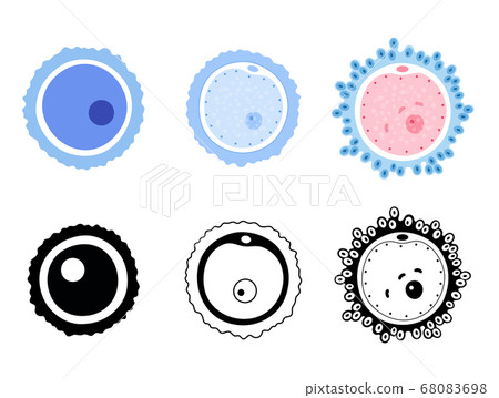 Egg cell anatomy Egg cell anatomy 68083698